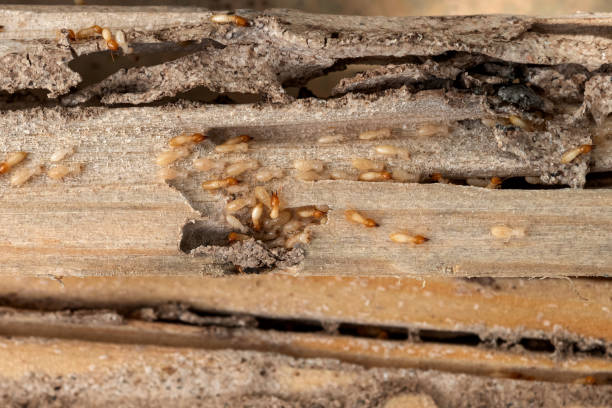 Best Wildlife Control Services  in Chevy Chase View, MD