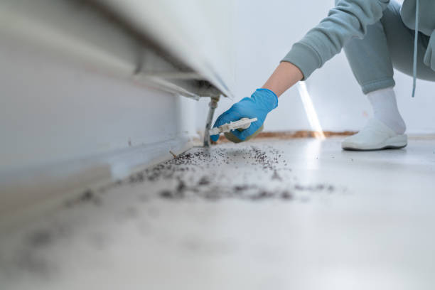 Best Best Pest Control Companies  in Chevy Chase View, MD